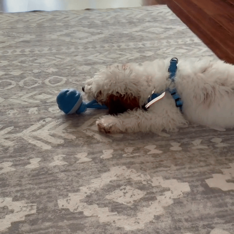 Elite funbuddy - interactief bewegend hondenspeeltje